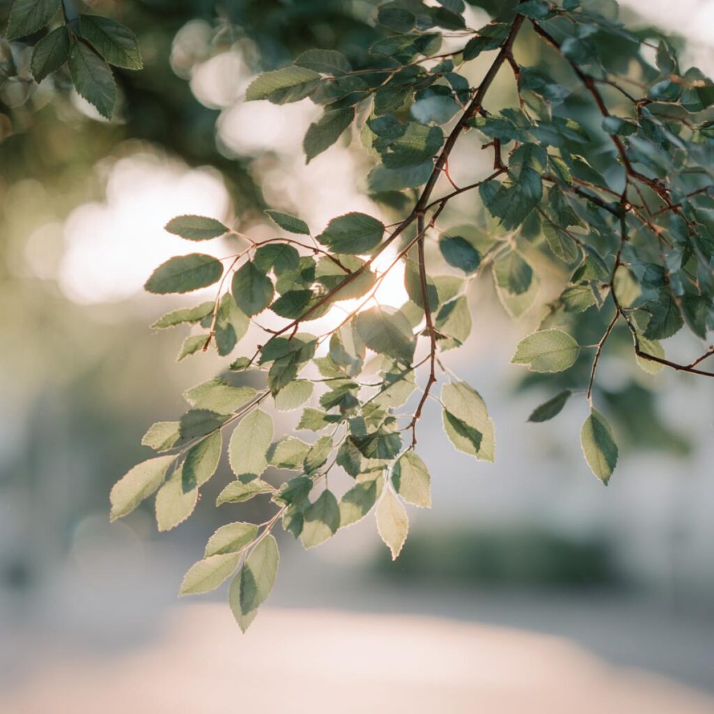 Delicate green tree leaves with sunlight filtering through, representing sustainable living and nature.